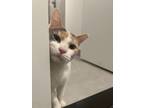 Adopt Ishtar Melon a Calico or Dilute Calico Calico (short coat) cat in