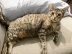 Adopt Harper Carter a Brown Tabby Domestic Shorthair (short coat) cat in