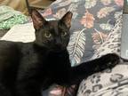Adopt Izabel Irving a All Black Domestic Shorthair (short coat) cat in
