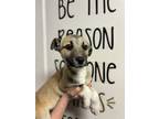 Adopt Brownie a Tan/Yellow/Fawn - with White Shepherd (Unknown Type) / Mixed