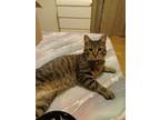 Adopt Rafael a Brown Tabby Domestic Shorthair (short coat) cat in Ronkonkoma