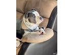 Adopt Luka a Gray/Silver/Salt & Pepper - with White American Pit Bull Terrier /