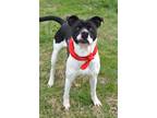Adopt Vegas - Adoptable a Terrier (Unknown Type, Small) / Mixed Breed (Medium) /