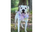 Adopt Daisy - Adoptable a Boxer / Mixed Breed (Medium) / Mixed dog in