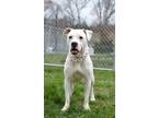 Adopt Daisy - Adoptable a Boxer / Mixed Breed (Medium) / Mixed dog in