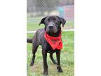 Adopt Morrison - Adoptable a Labrador Retriever / Mixed Breed (Medium) / Mixed