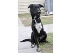 Adopt HERCULES a Black Mixed Breed (Medium) / Mixed dog in Fernandina Beach