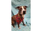 Adopt Bubs a Brindle American Staffordshire Terrier / Mixed Breed (Medium) /