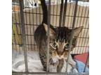 Adopt Jazzy a Brown or Chocolate Domestic Shorthair / Domestic Shorthair / Mixed