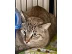 Adopt Al 091423 a Gray or Blue Domestic Shorthair / Siamese / Mixed cat in