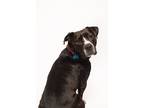 Adopt Bear a Black - with White Staffordshire Bull Terrier / Mixed dog in Los