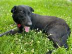 Adopt Sable a Labrador Retriever / German Shepherd Dog / Mixed dog in St.