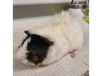Adopt ANAKIN a White Guinea Pig (short coat) small animal in Tucson