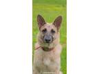 Adopt ADIRI a Tricolor (Tan/Brown & Black & White) German Shepherd Dog / Mixed