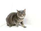 Adopt Nala a Gray, Blue or Silver Tabby Domestic Shorthair (short coat) cat in