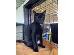 Adopt Chex a All Black Domestic Shorthair (short coat) cat in New Richmond