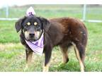 Adopt Sunny - Adoptable a Shepherd (Unknown Type) / Mixed Breed (Medium) / Mixed