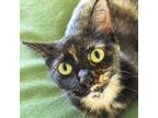Adopt Lori a Tortoiseshell Domestic Shorthair cat in Savannah, GA (39547606)