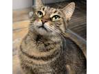 Adopt Sophie a Brown Tabby Domestic Shorthair (short coat) cat in Barrie