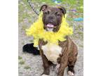 Adopt Jason Kelce a Brindle - with White Boxer / Mixed Breed (Medium) / Mixed