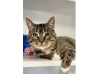 Adopt Slim a Brown or Chocolate Domestic Shorthair / Domestic Shorthair / Mixed