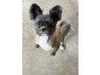 Adopt Oscar a Black - with White Shih Tzu / Mixed dog in Statewide and National