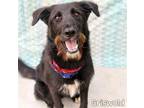 Adopt Griswold a Black - with White Labrador Retriever / Standard Schnauzer /