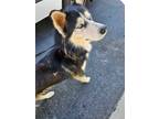 Adopt Bodie the brave! a Tricolor (Tan/Brown & Black & White) German Shepherd