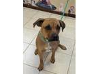 Adopt Cocoa a Mountain Cur / Mixed dog in Osage Beach, MO (40892768)