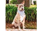 Adopt Buck a Brindle - with White American Staffordshire Terrier / Mixed dog in