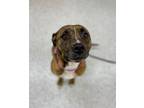 Adopt Millie a Brindle American Pit Bull Terrier / Mixed Breed (Medium) / Mixed