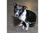 Adopt evie a Black Mixed Breed (Medium) / Mixed dog in benton, TN (39907127)