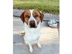 Adopt Wally a White - with Brown or Chocolate Hound (Unknown Type) / Mixed Breed