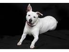 Adopt George a White American Pit Bull Terrier / Mixed Breed (Medium) / Mixed