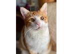 Adopt Tobias (Target) a Domestic Shorthair / Mixed (short coat) cat in Freeport