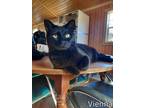 Adopt Vienna a All Black Domestic Shorthair (short coat) cat in Manning