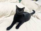 Adopt Irving Irving a All Black Domestic Shorthair (short coat) cat in