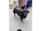 Adopt Smokey a Black - with Tan, Yellow or Fawn Chiweenie / Mixed dog in Burgaw