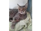 Adopt Nash a Gray, Blue or Silver Tabby Domestic Shorthair (short coat) cat in