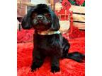 Adopt Marley a Black Shih Tzu / Mixed dog in Saint Mary's, GA (40892606)