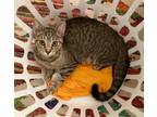 Adopt Cosmo Starlight a Brown Tabby Domestic Shorthair (short coat) cat in