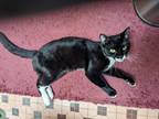 Adopt Soot Sprite Kenmore a Black & White or Tuxedo Domestic Shorthair (short