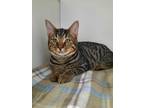 Adopt Noah a Brown Tabby Domestic Shorthair (short coat) cat in Manning