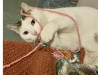 Adopt Sprout Doorey a White (Mostly) Domestic Shorthair (short coat) cat in