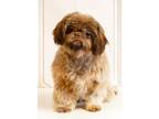 Adopt Lily a Tan/Yellow/Fawn Shih Tzu / Mixed dog in Saint Mary's, GA (40892545)
