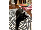 Adopt Lucia Ricardo a All Black Domestic Shorthair (short coat) cat in