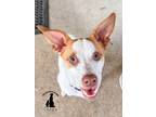 Adopt Oakley a White - with Red, Golden, Orange or Chestnut Jack Russell Terrier