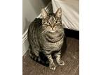 Adopt Jasper Ludlow a Brown Tabby Domestic Shorthair (short coat) cat in