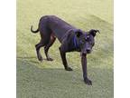 Adopt Huey a Black Mixed Breed (Medium) dog in Port Washington, NY (40891606)