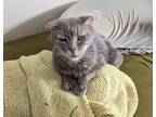 Adopt Lulubell Kenmore a Gray, Blue or Silver Tabby Domestic Shorthair (short